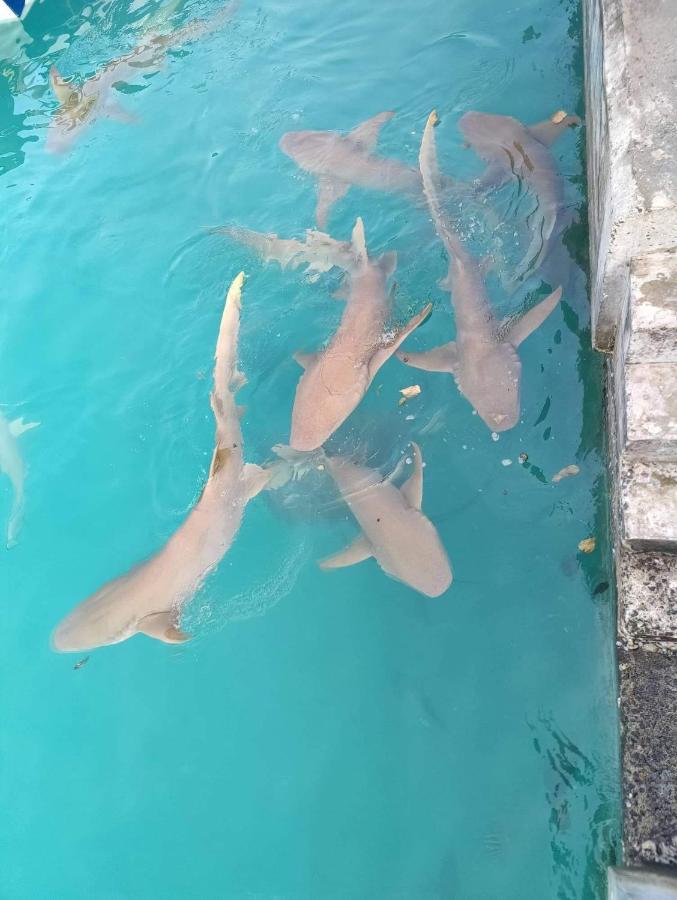 Rashuthere Maldives Rasdhoo Εξωτερικό φωτογραφία