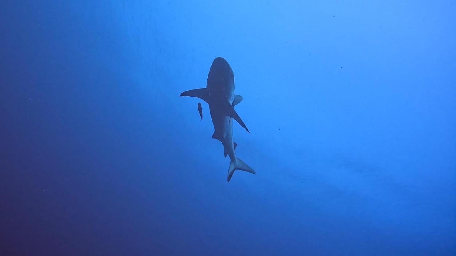 Rashuthere Maldives Rasdhoo Εξωτερικό φωτογραφία