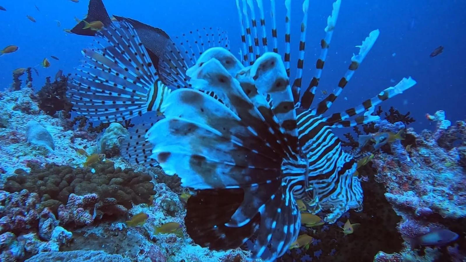 Rashuthere Maldives Rasdhoo Εξωτερικό φωτογραφία