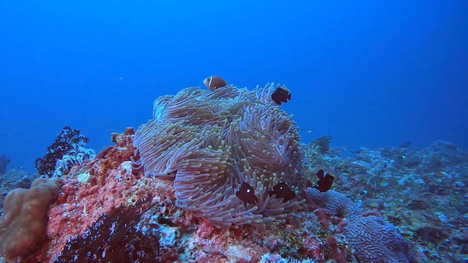 Rashuthere Maldives Rasdhoo Εξωτερικό φωτογραφία